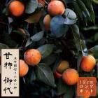 ų  ʤߤ ̼    12󥰥ݥå ̵    