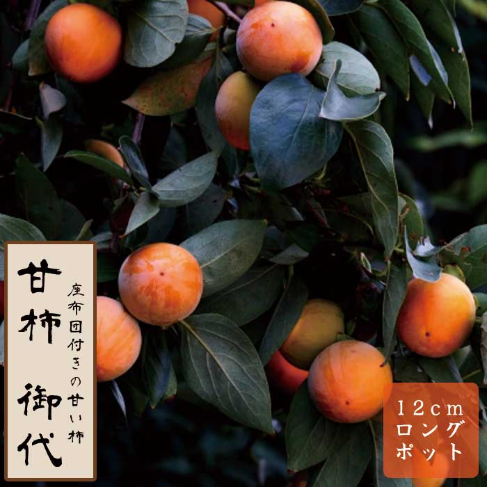 甘柿 苗 御代（みだい） 果樹 苗木 接木 苗 12cmロングポット 送料