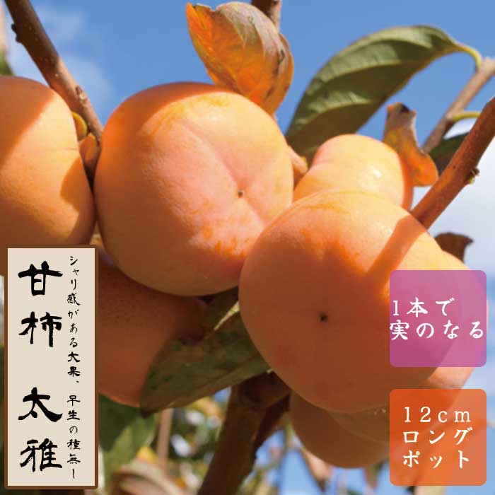 甘柿 苗 太雅（たいが） 果樹 苗木 接木 苗 12cmロングポット 種無し