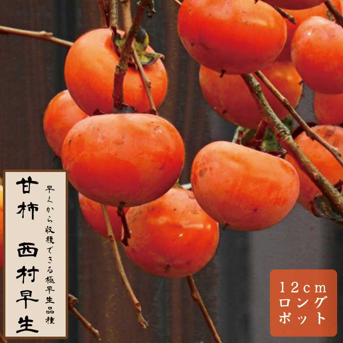 甘柿 苗 西村早生（にしむらわせ） 果樹 苗木 接木 苗 12cmロング