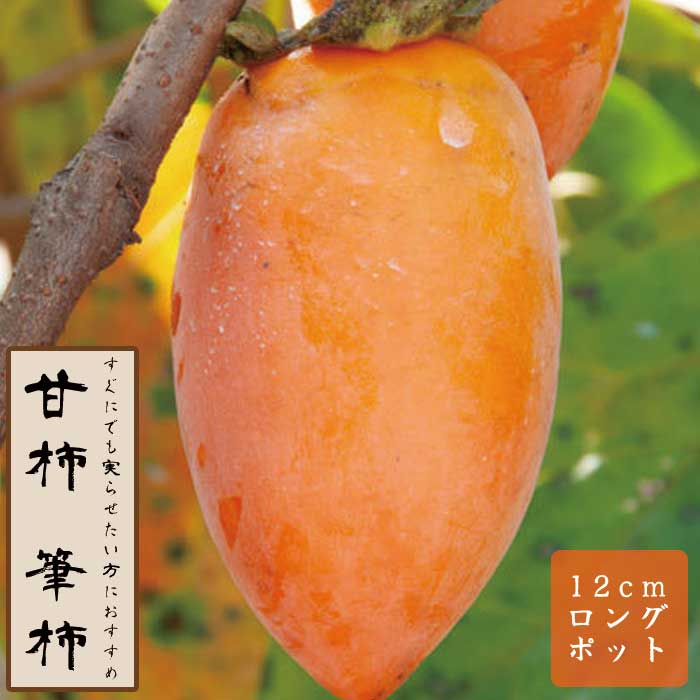 甘柿 苗 筆柿（ふでがき） 果樹 苗木 接木 苗 12cmロングポット 不