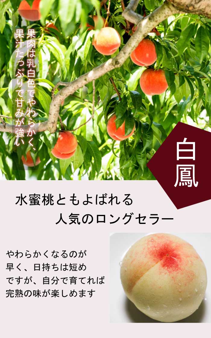 桃 苗 白鳳（はくほう） 苗木 15cmポット 接木 果樹 苗 自家結実性