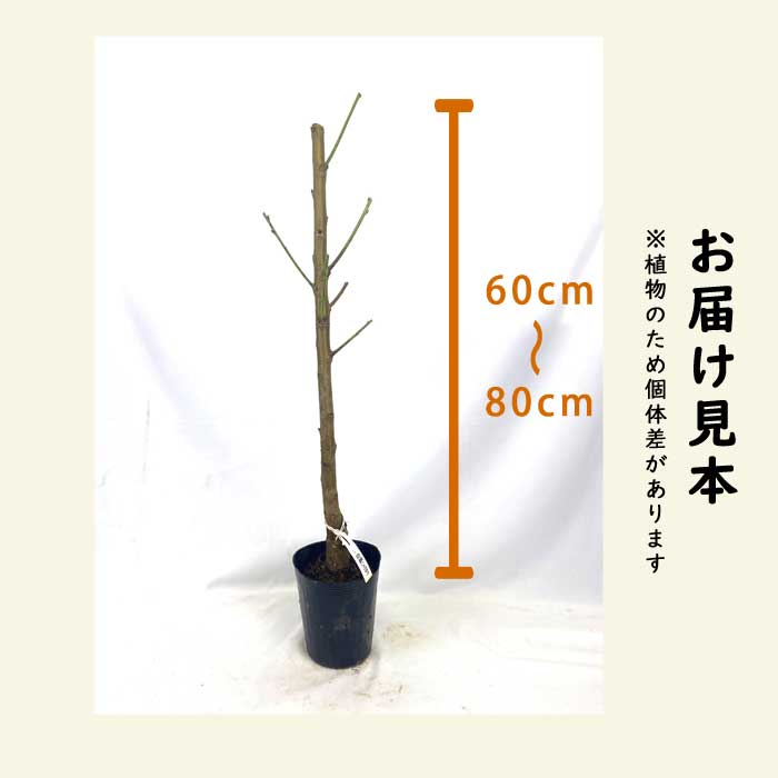 桃 苗 白鳳（はくほう） 苗木 15cmポット 接木 果樹 苗 自家結実性
