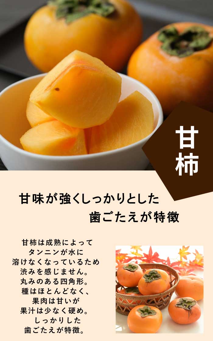 甘柿 苗 黒柿（くろがき） 果樹 苗木 接木 苗 12cmロングポット 完全