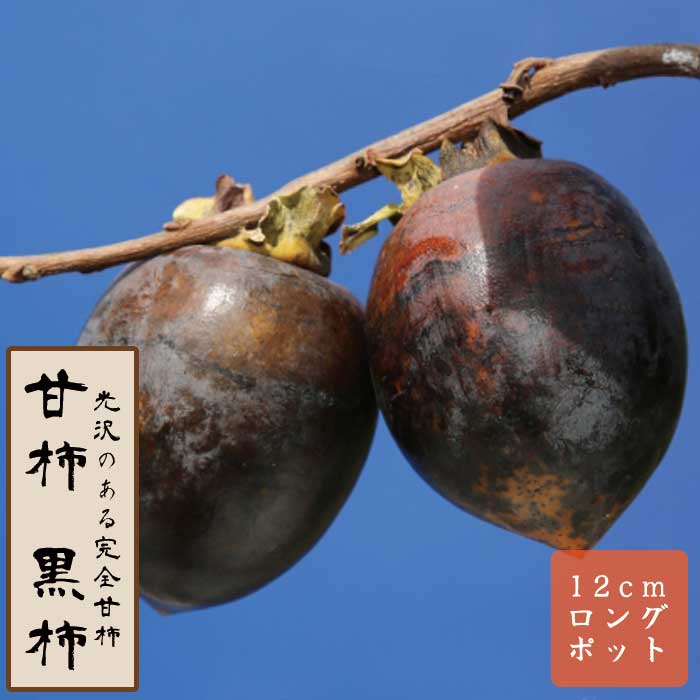 甘柿 苗 黒柿（くろがき） 果樹 苗木 接木 苗 12cmロングポット 完全