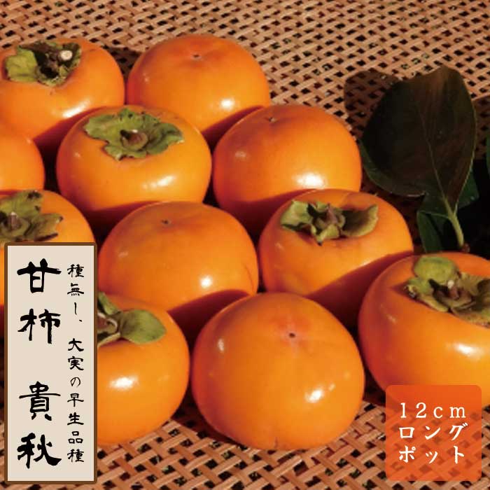 甘柿 苗 貴秋（きしゅう） 果樹 苗木 接木 苗 12cmロングポット PVP