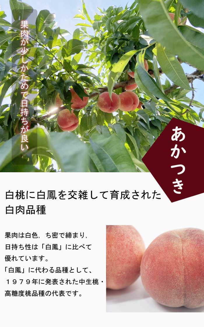 桃 苗 あかつき 苗木 15cmポット 接木 果樹 苗 自家結実性 送料無料