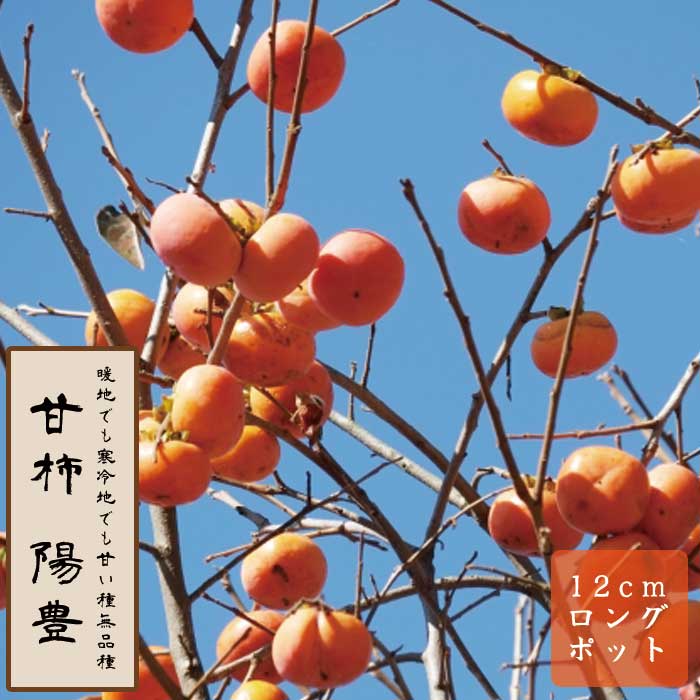 甘柿 苗 陽豊（ようほう） 果樹 苗木 接木 苗 12cmロングポット 完全
