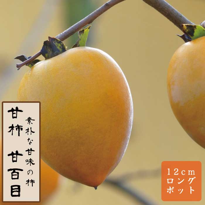 甘柿 苗 甘百目（あまひゃくめ）果樹 苗木 接木 苗 12cmロングポット