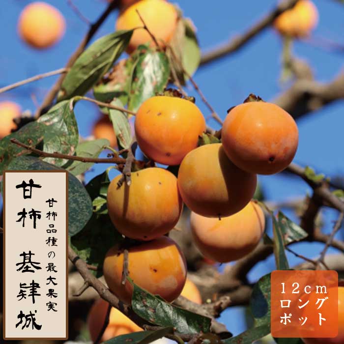 甘柿 苗 基肄城（きいじょう）果樹 苗木 接木 苗 12cmロングポット