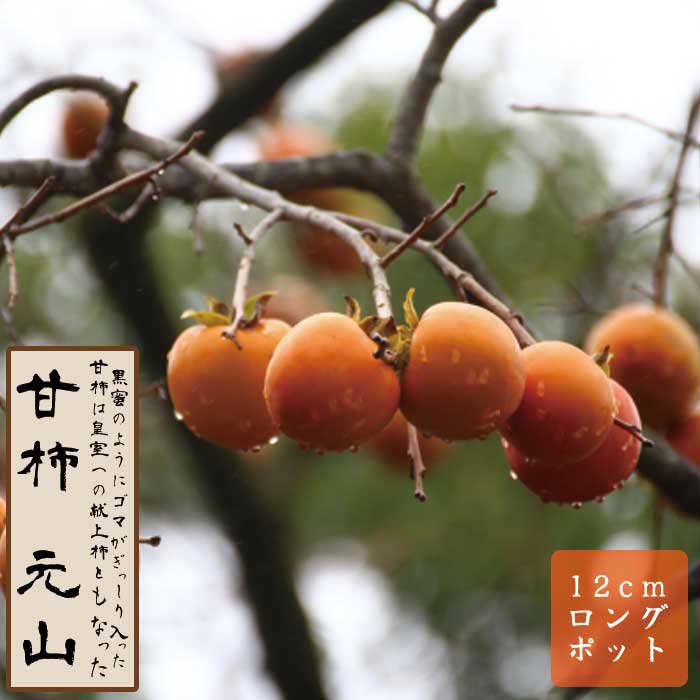 甘柿 苗 元山（がんざん）伽羅 きゃら 果樹 苗木 接木 苗 12cmロング