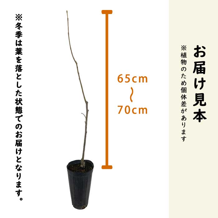 甘柿 苗 興津20号（おきつ20ごう） 果樹 苗木 接木 苗 12cmロング