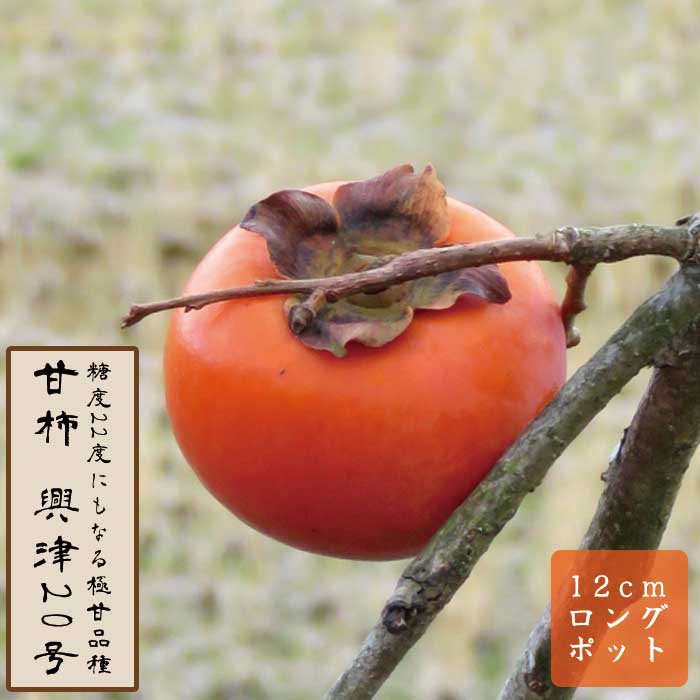 甘柿 苗 興津20号（おきつ20ごう） 果樹 苗木 接木 苗 12cmロング