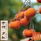 �ų� �� ͼ�ȡʤ椦�٤ˡ� �̼� ���� ���� �� 12������󥰥ݥå� PVP  �����ų� ����̵�� ��������  ���� ��