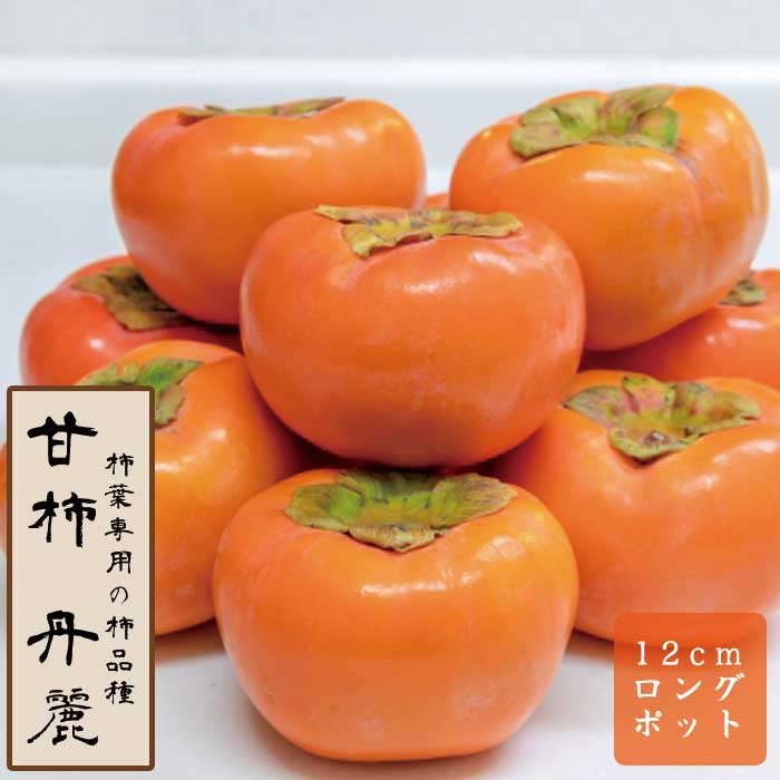 甘柿 苗 丹麗（たんれい） 果樹 苗木 接木 苗 12cmロングポット PVP