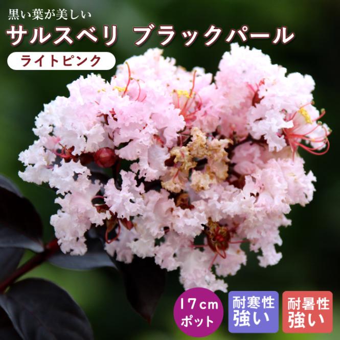 大人気品種☆サルスベリブラックパールライトピンク1.4M(鉢底から)花付き☆ サルスベリ ブラックパール® | PROVEN WINNERS (PW)【植物の国際