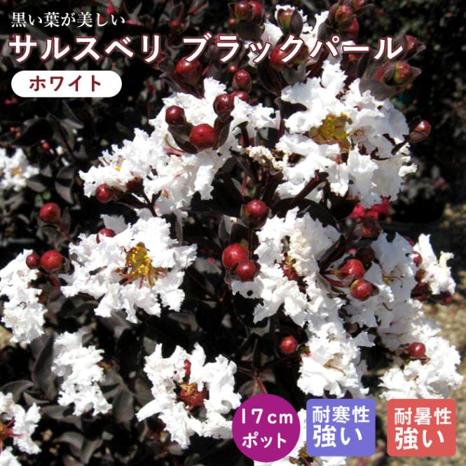 大人気品種☆サルスベリ ブラックパールホワイト1.6M(鉢底から)花付き☆品番C 大人気品種☆サルスベリ ブラックパールホワイト1.6M(鉢底から)花付き
