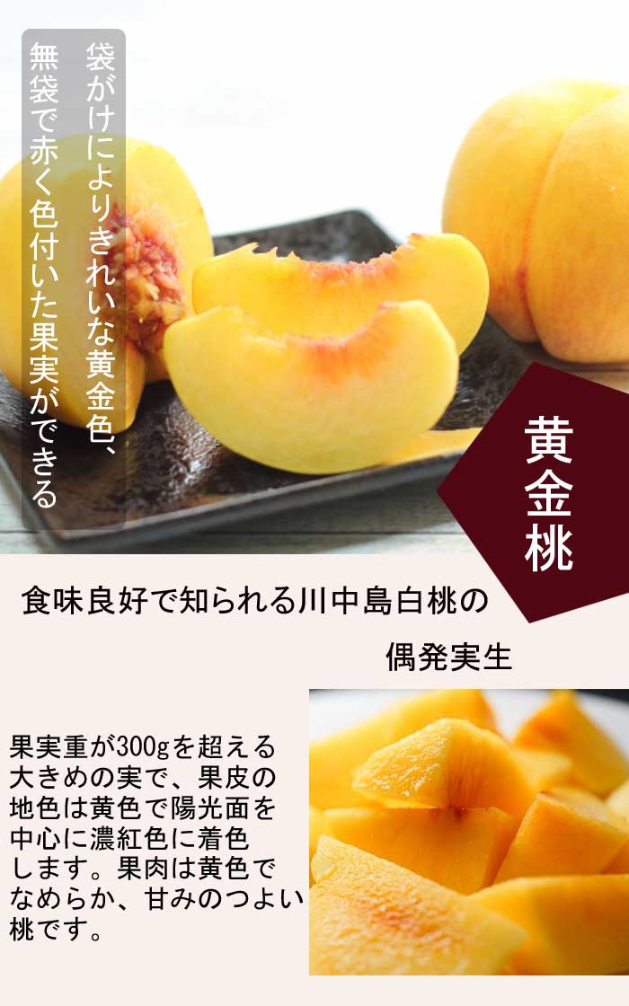桃 もも 黄金蟠桃 ばんとう 蟠桃 実付き4年生苗木 布鉢栽培 引取限定 桃 もも 黄金蟠桃 ばんとう 蟠桃 実付き4年生苗木 布鉢栽培 引取限定
