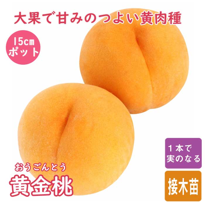桃 苗 黄金桃（おうごんとう） 苗木 15cmポット 接木 果樹 苗 自家