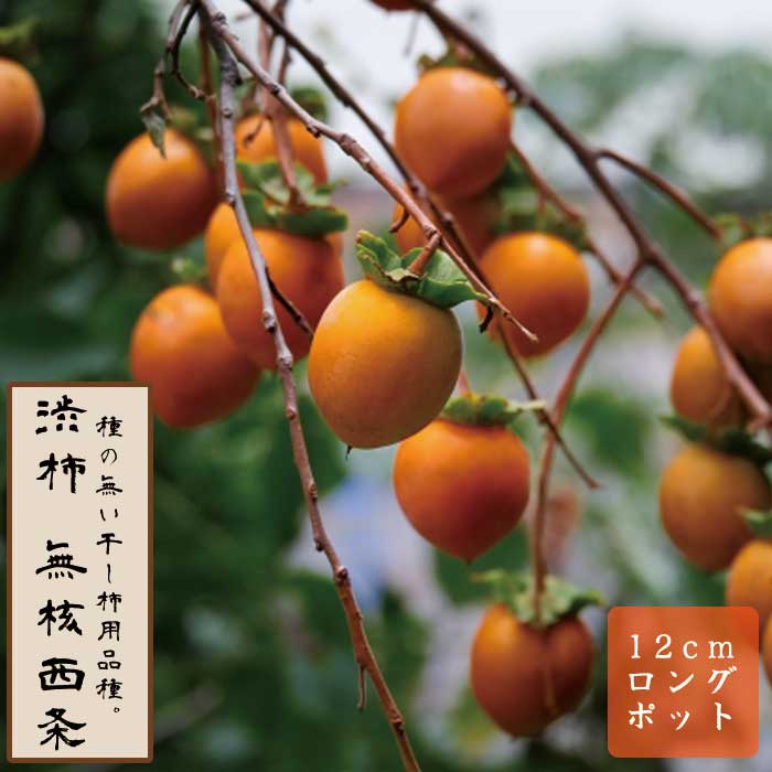 渋柿 苗 無核西条（むかくさいじょう） 果樹 苗木 接木 苗 12cm