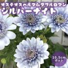 ƥڥޥ ֥ޥ Сʥ 10.5cmݥå  ֥ʥȥ ǥ˥ 󤻿  ȭ Ͽ 鿴 ֤