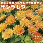 ƥڥޥ ֥ޥ ե쥢 10.5cmݥå  ֥ʥȥ ǥ˥ 󤻿  ȭ Ͽ 鿴 ֤