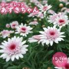 ޡå  10.5cmݥå  ֥ʥȥ ǥ˥ 󤻿  ȭ Ͽ 鿴 ֤