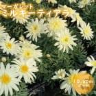 ޡå ߥ륭ƥ 10.5cmݥå  ֥ʥȥ ǥ˥ 󤻿  ȭ Ͽ 鿴 ֤