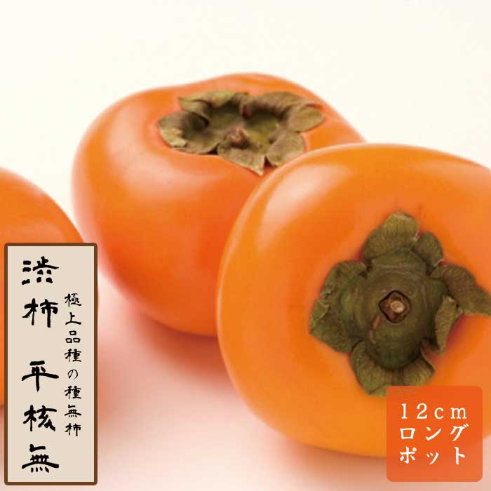 渋柿 苗 平核無（ひらたねなし） 果樹 苗木 接木 苗 12cmロング