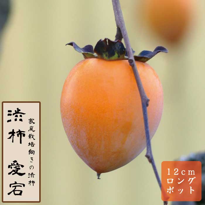 渋柿 苗 愛宕（あたご） 果樹 苗木 接木 苗 12cmロングポット 完全