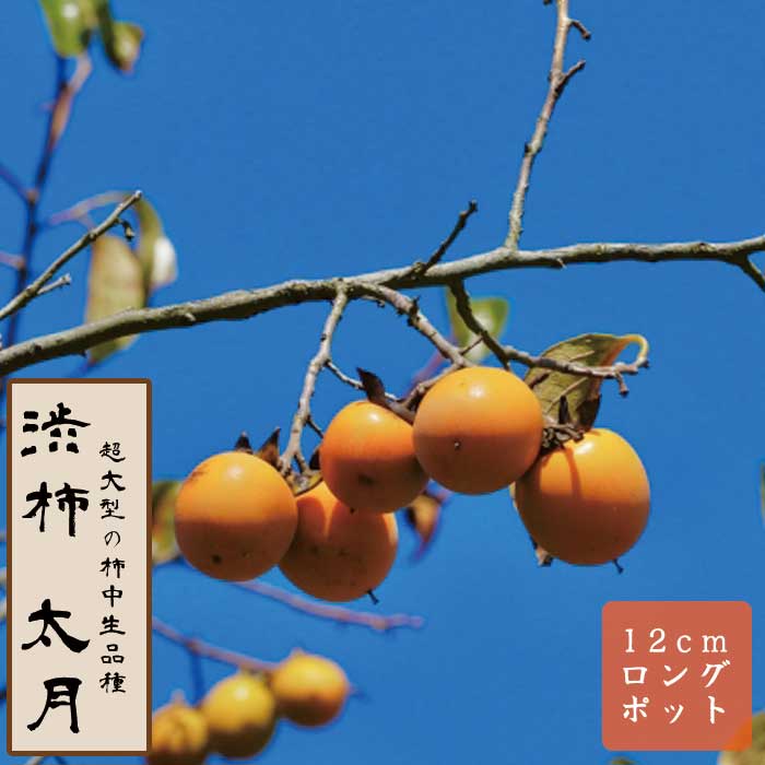 渋柿 苗 太月（たいげつ） 果樹 苗木 接木 苗 12cmロングポット 不