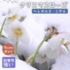 ���ꥹ�ޥ������� ��� �˥���� 9cm�ݥå� ���� �Ѵ��� �� �����ǥ˥� �إ�ܥ륹 ����¿ǯ��