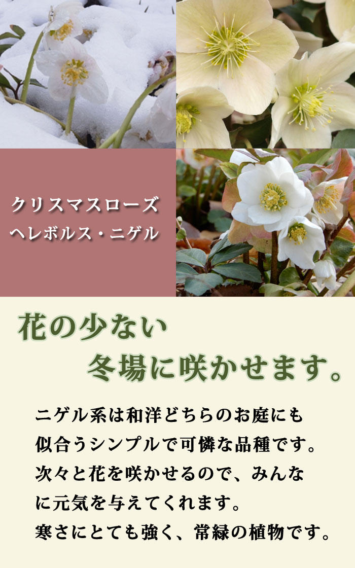 クリスマスローズ 白系 ニゲル系 9cmポット 苗 花壇 耐寒性 冬