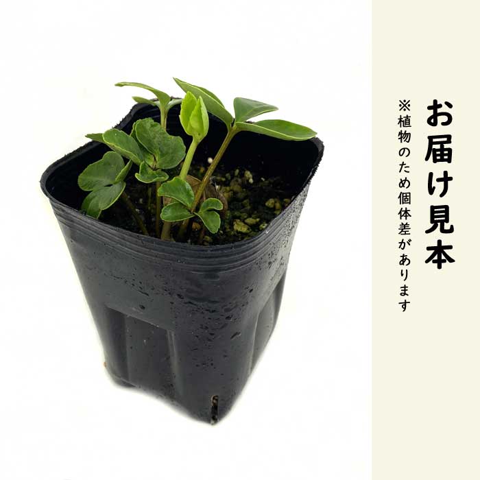 クリスマスローズ 白系 ニゲル系 9cmポット 苗 花壇 耐寒性 冬