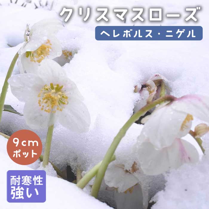 クリスマスローズ 白系 ニゲル系 9cmポット 苗 花壇 耐寒性 冬