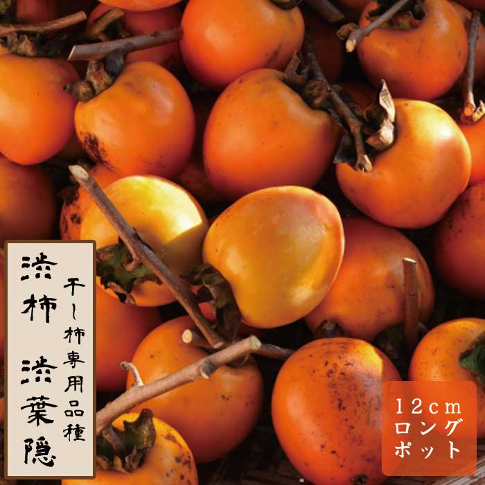 渋柿 しかの農園】渋柿
