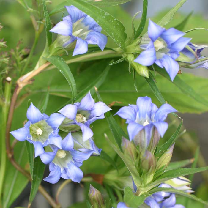 ササリンドウ 9cmポット 笹竜胆 竜胆 多年草 山野草 晩秋咲き 花苗