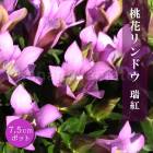 ���֥��ɥ� ��� ( �������� ) 7.5cm�ݥå� ε�� ¿ǯ�� ������ ���餭 ���� ������ �Ѵ��� �ڤ�� ȭ�� ���