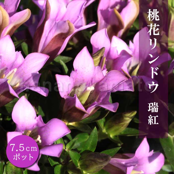 桃花リンドウ 瑞紅 ( ズイコウ ) 7.5cmポット 竜胆 多年草 山野草 秋