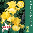 ͽۥ㡼ޥ󥢥ꥹ ݥåȿ    12cmݥå ̳ƻ Ƥ䤹   ߿  ֤¡ڣ沼ܤ缡ȯ