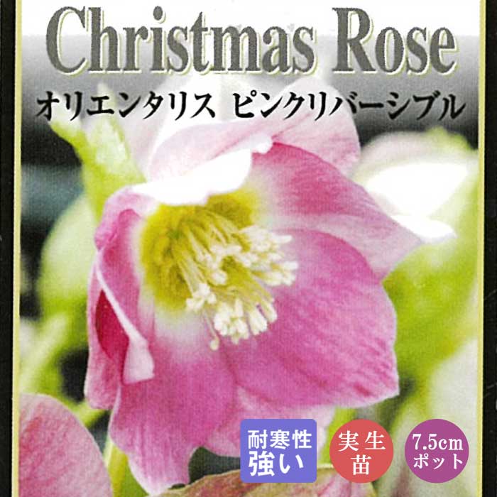 クリスマスローズ 苗 ピンクリバーシブル 実生苗 7.5cm 実生 冬 花壇