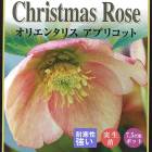 ���ꥹ�ޥ������� �� ���ץꥳ�å� ������ 7.5��� ���� �� ���� �Ѵ��� �����ǥ˥�  �إ�ܥ륹