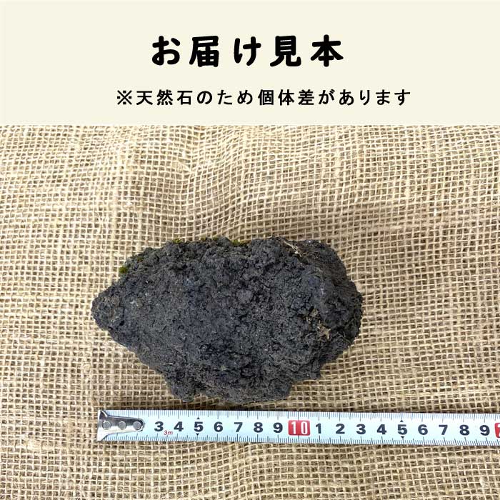 苔玉 シダと苔の盆栽 自然石 溶岩石 苔玉 シダと苔の盆栽 自然石 溶岩石 苔 テラ向け おまかせ苔