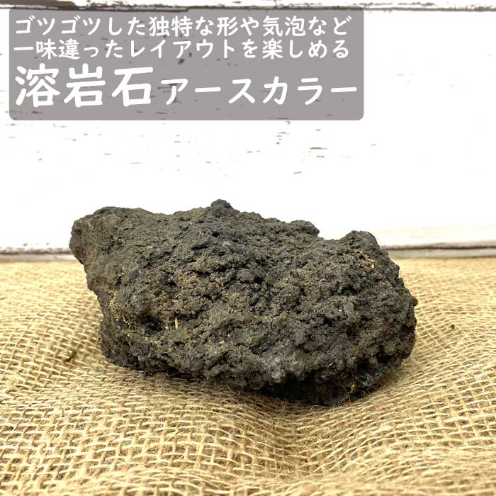 石材 】 溶岩石 アースカラー 1個 苔テラリウム 盆栽 テラリウム