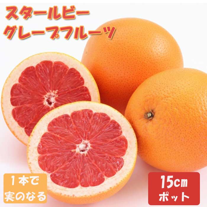 柑橘 苗木 スタールビー 15cmポット グレープフルーツ 接木 柑橘苗