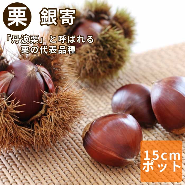 栗 苗 銀寄（ぎんよせ） 果樹 苗木 接木 苗 15cmポット 受粉樹