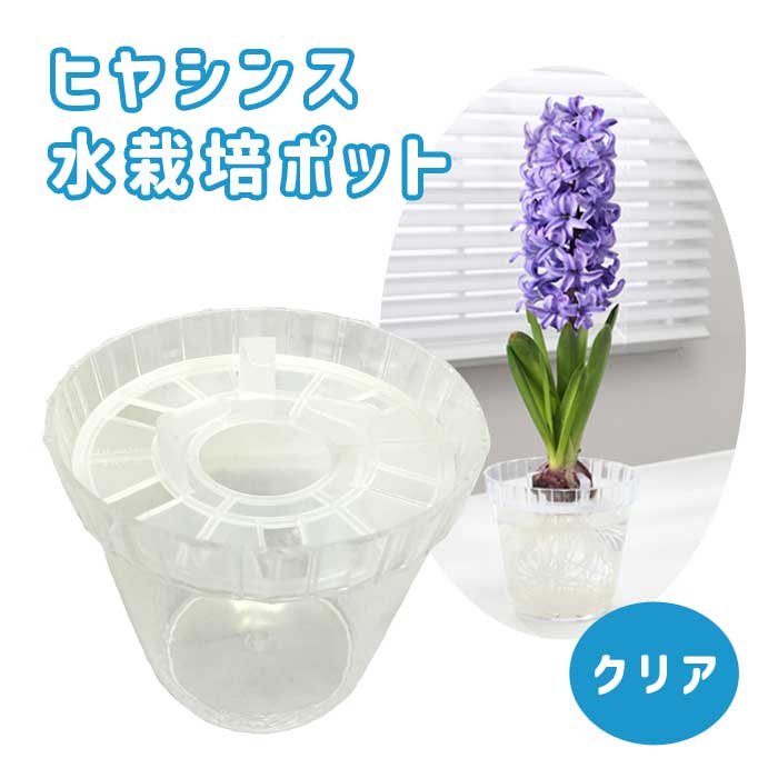 ヒヤシンス 水栽培 ポット 【 クリア 】 1球用 球根別売り 透明