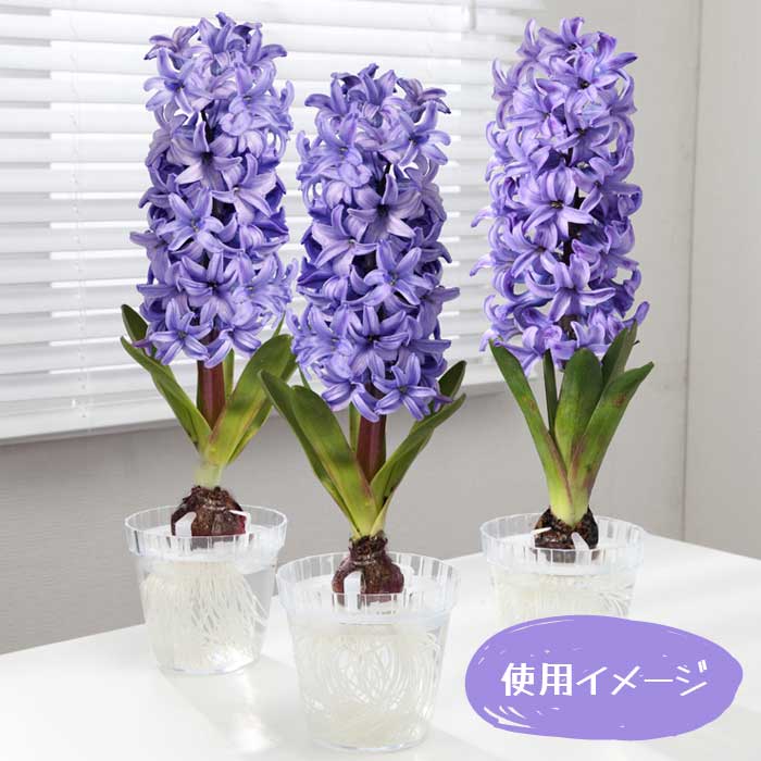 ヒヤシンス 水栽培 ポット 【 クリア 】 1球用 球根別売り 透明