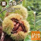 �� �� �����ʤ��夦�ۤ��� �̼� ���� ���� �� 15����ݥå� ��ʴ��ɬ�� ����̵�� �������� ���� ���� ��� ����