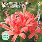 �ͥ�� ����˥��󥷥� �� �������ԥ� �� 9cm�ݥå� �� ��������ɥ�꡼ ���ߤ˺餯 �֤�����